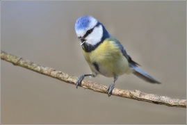 <p>SÝKORA MODŘINKA (Cyanistes caeruleus) /Eurasian blue tit - Blaumeise/</p>